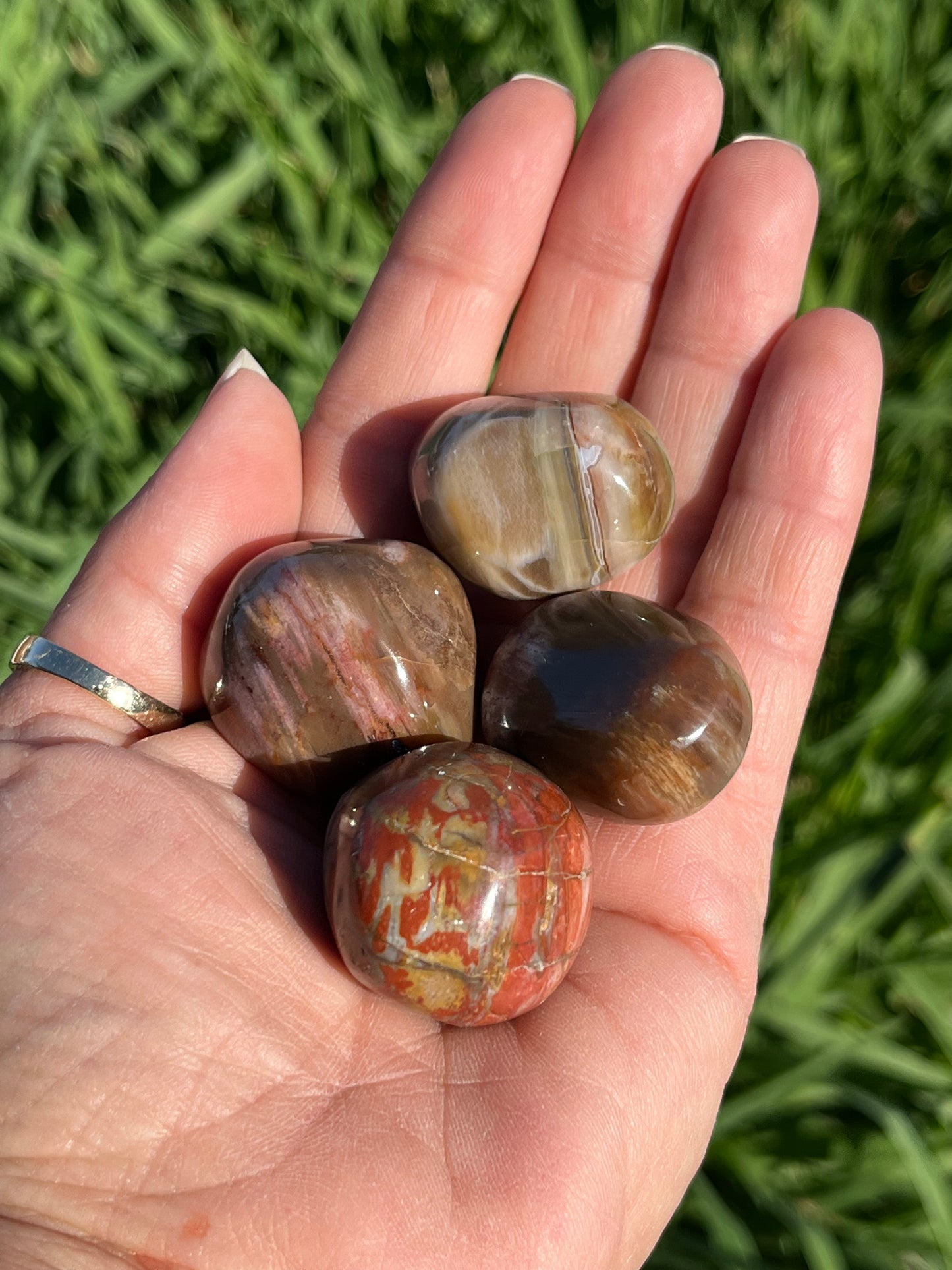 Petrified Wood Tumbles