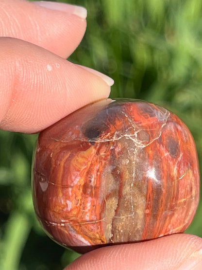 Petrified Wood Tumbles