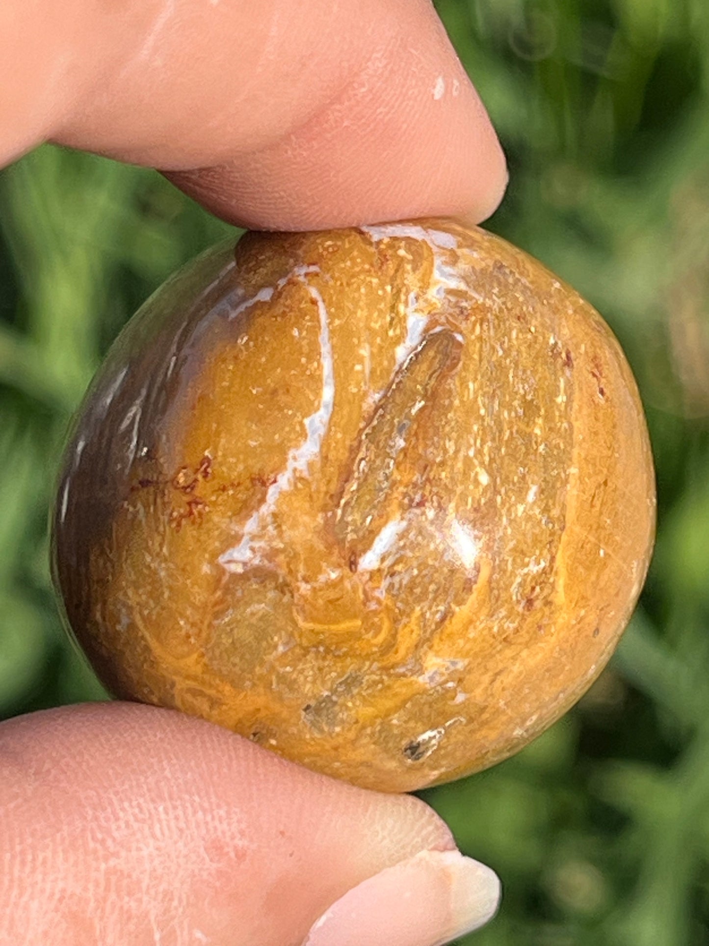 Petrified Wood Tumbles