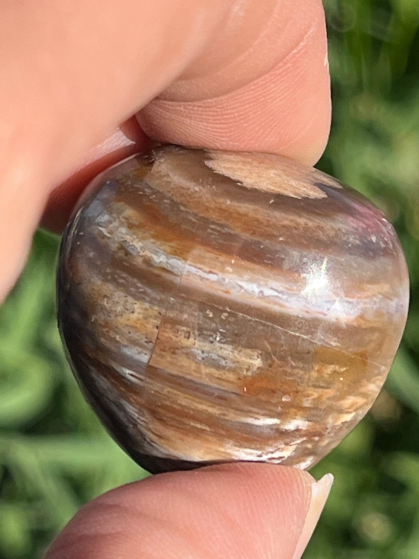 Petrified Wood Tumbles