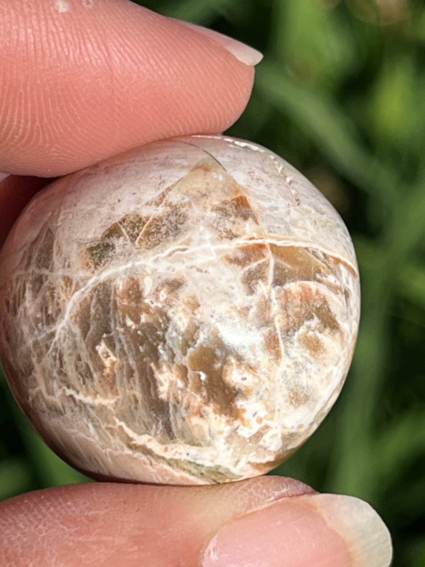 Petrified Wood Tumbles