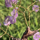 Bonsai Amethyst Trees on Amethyst Base