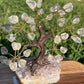 Bonsai Clear Quartz Trees on Amethyst Base