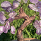 Bonsai Amethyst Trees on Amethyst Base