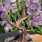 Bonsai Amethyst Trees on Amethyst Base