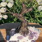 Bonsai Clear Quartz Trees on Amethyst Base