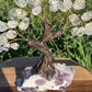 Bonsai Clear Quartz Trees on Amethyst Base