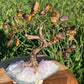 Bonsai Tigers Eye Trees on Amethyst base