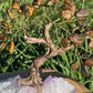 Bonsai Tigers Eye Trees on Amethyst base