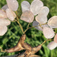 Bonsai Rose Quartz Trees on Amethyst base