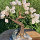 Bonsai Rose Quartz Trees on Amethyst base