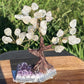 Bonsai Clear Quartz Trees on Amethyst Base