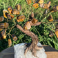 Bonsai Tigers Eye Trees on Amethyst base