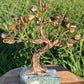 Bonsai Tigers Eye Trees on Amethyst base