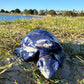 Sodalite Turtle XXL