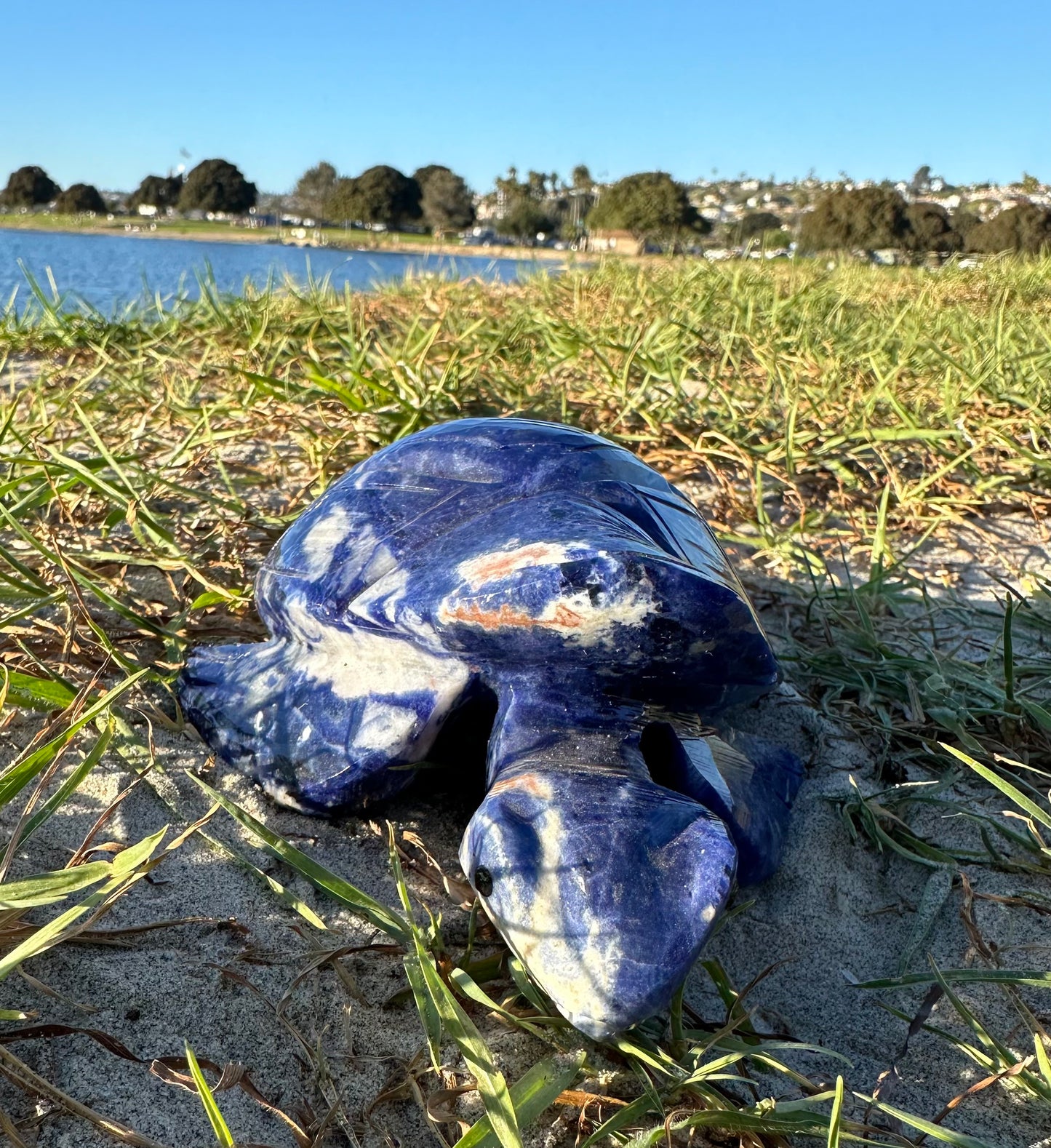 Sodalite Turtle XXL