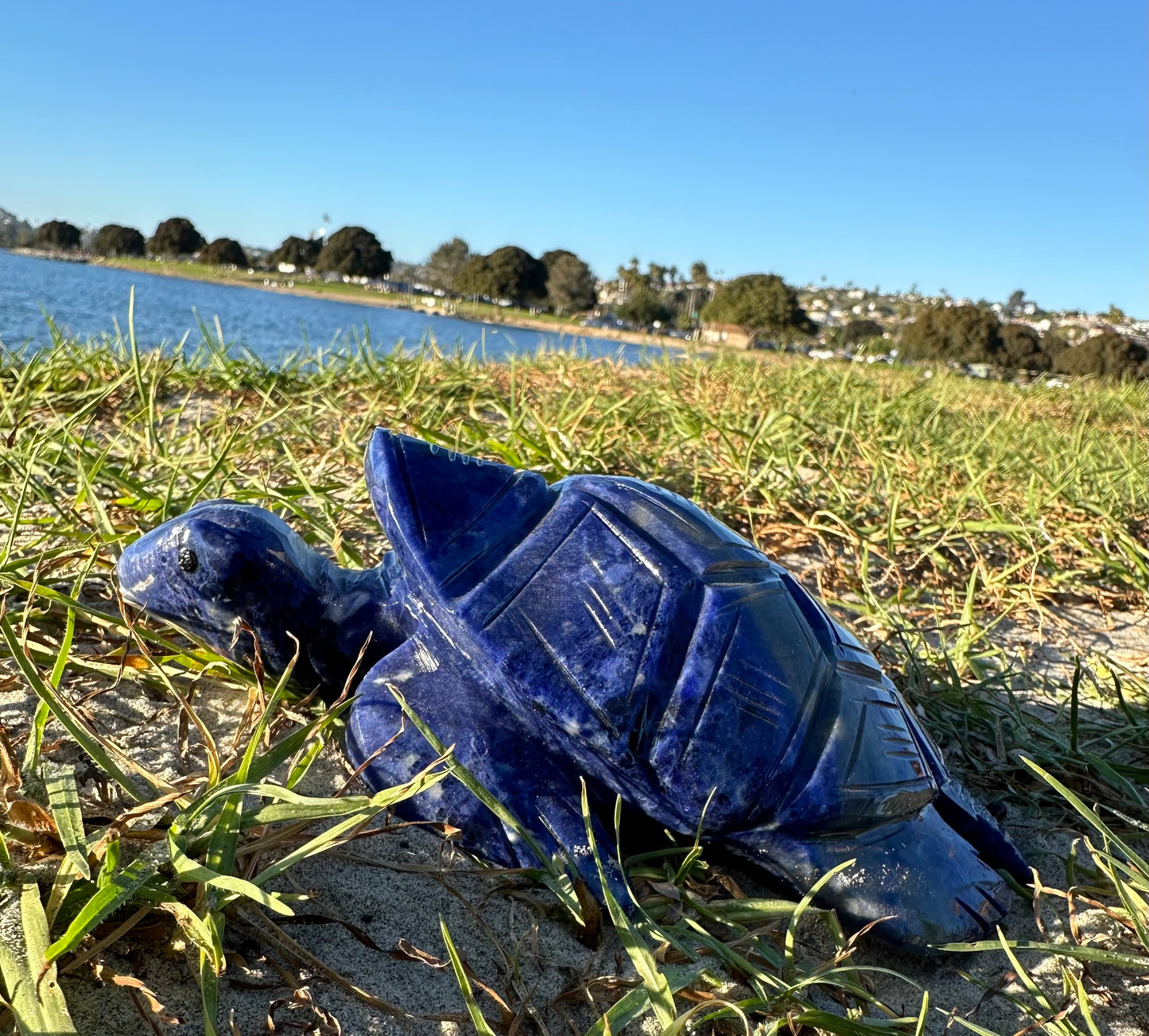 Sodalite Turtle XXL