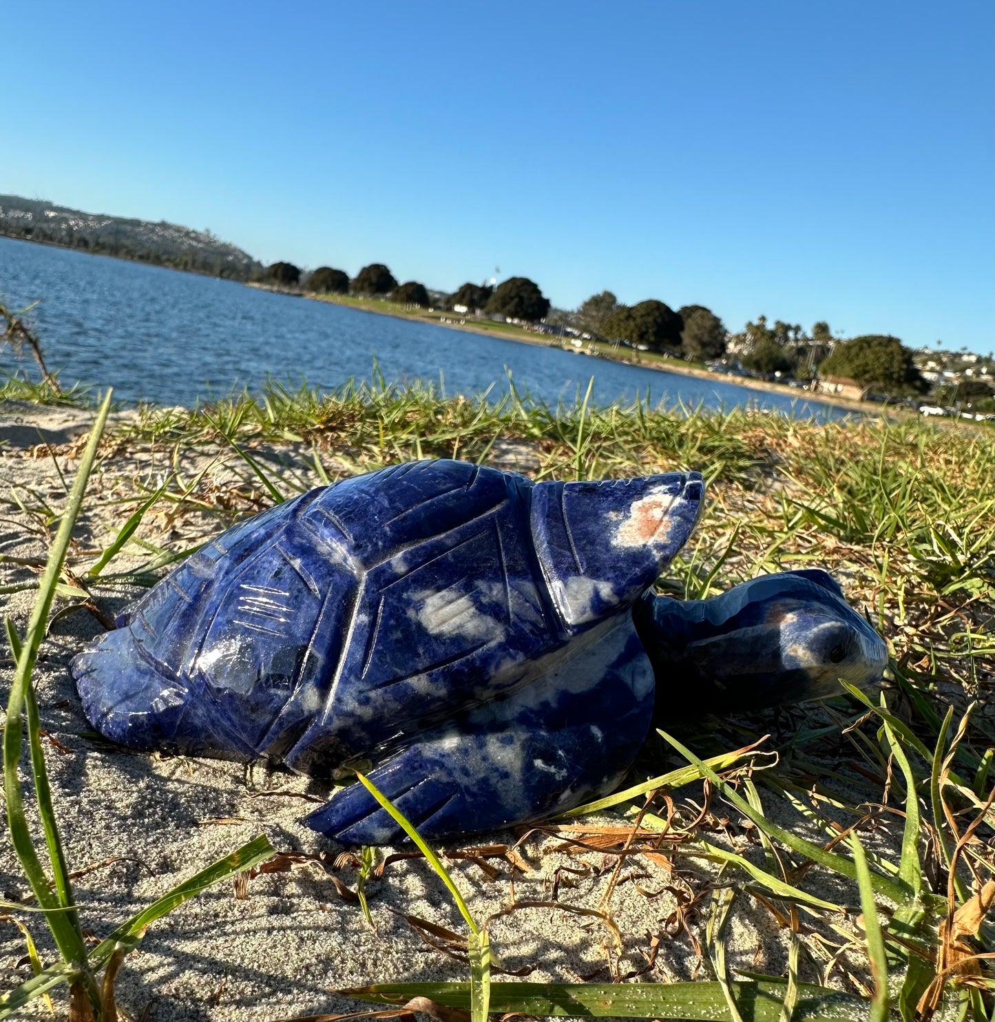 Sodalite Turtle XXL