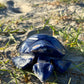 Sodalite Turtle XXL