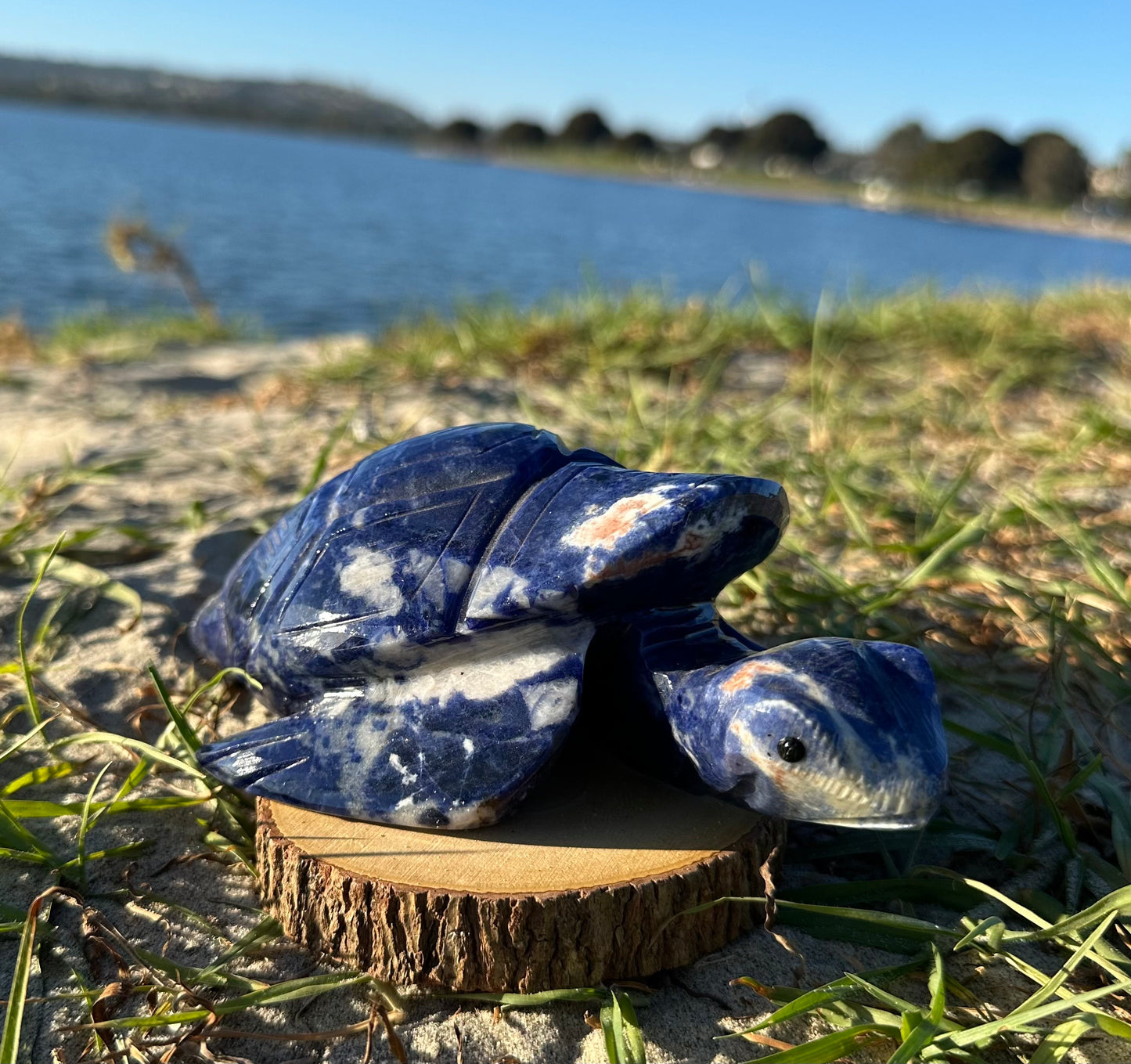 Sodalite Turtle XXL