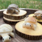 Enchanting Agate Turtles