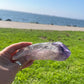 Amethyst Stem from Bahia with Phantom Inclusions