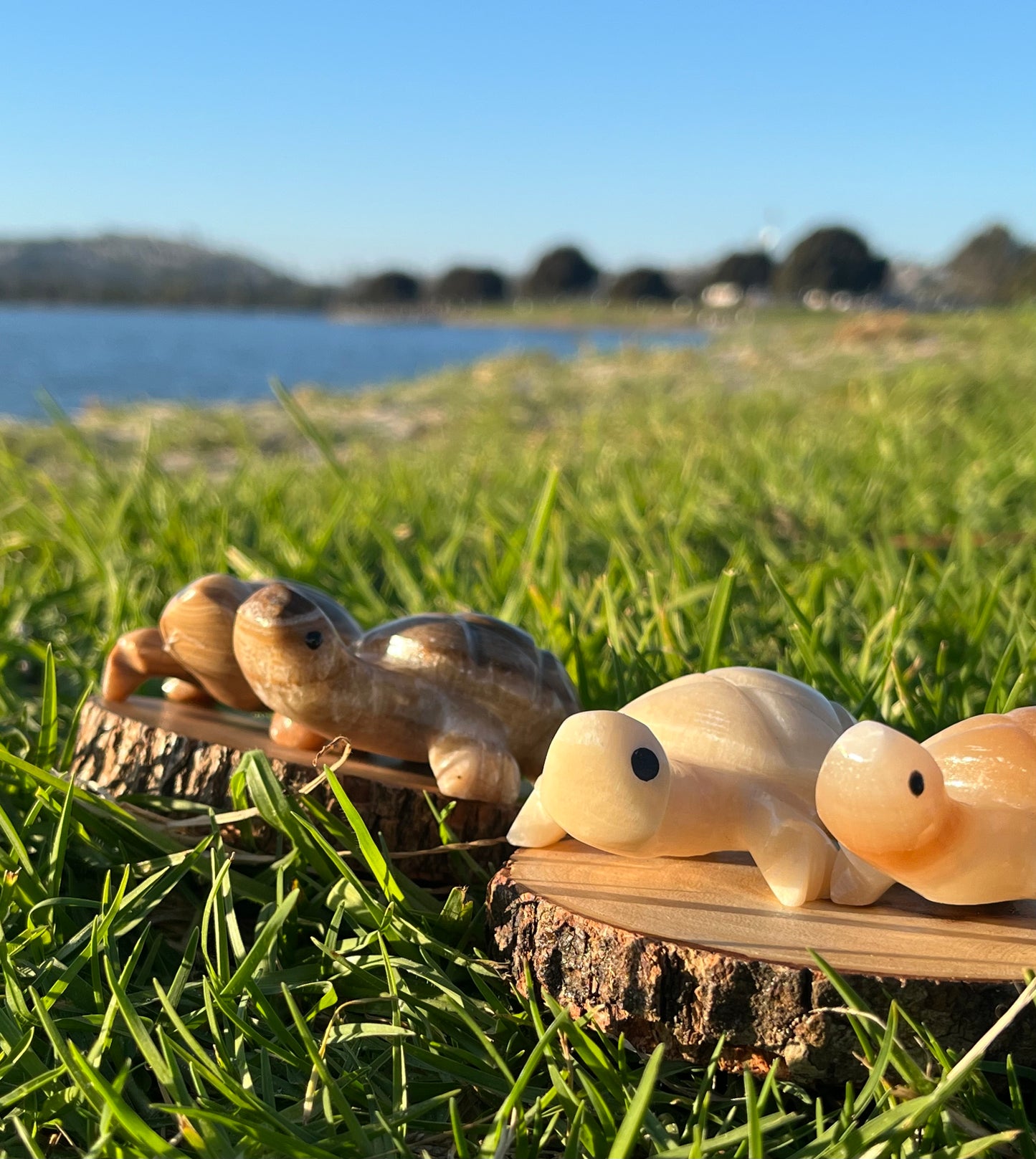 Enchanting Agate Turtles