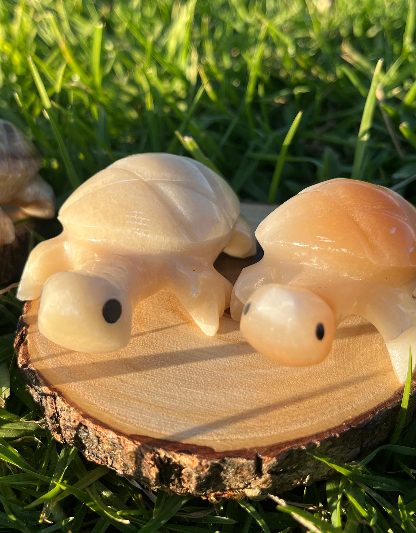 Enchanting Agate Turtles