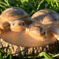 Enchanting Agate Turtles