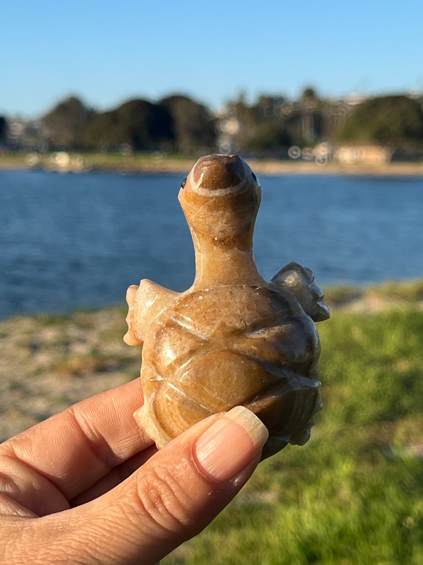 Enchanting Agate Turtles