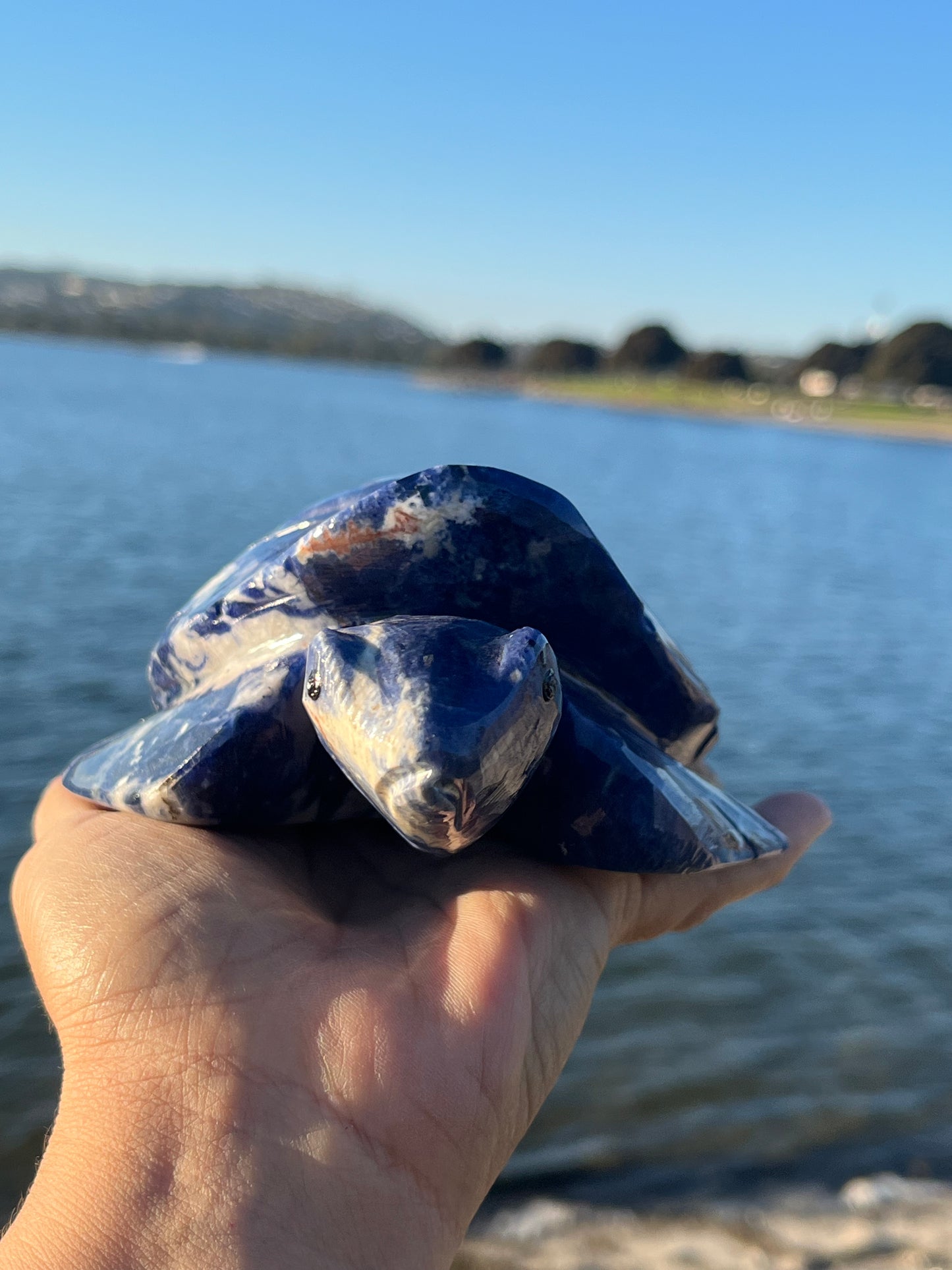 Sodalite Turtle XXL