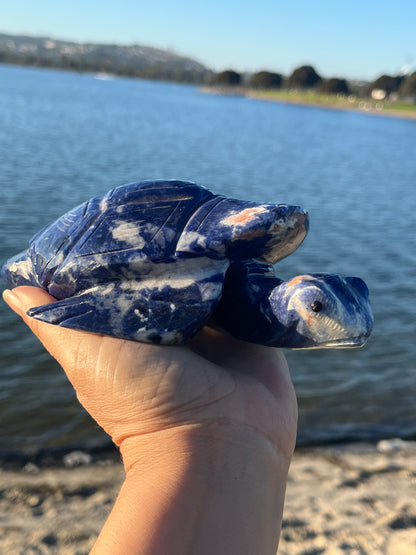 Sodalite Turtle XXL