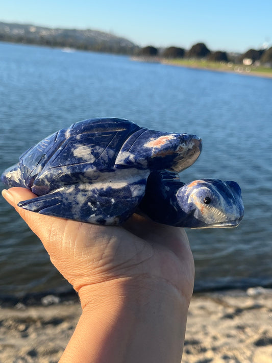 Sodalite Turtle XXL