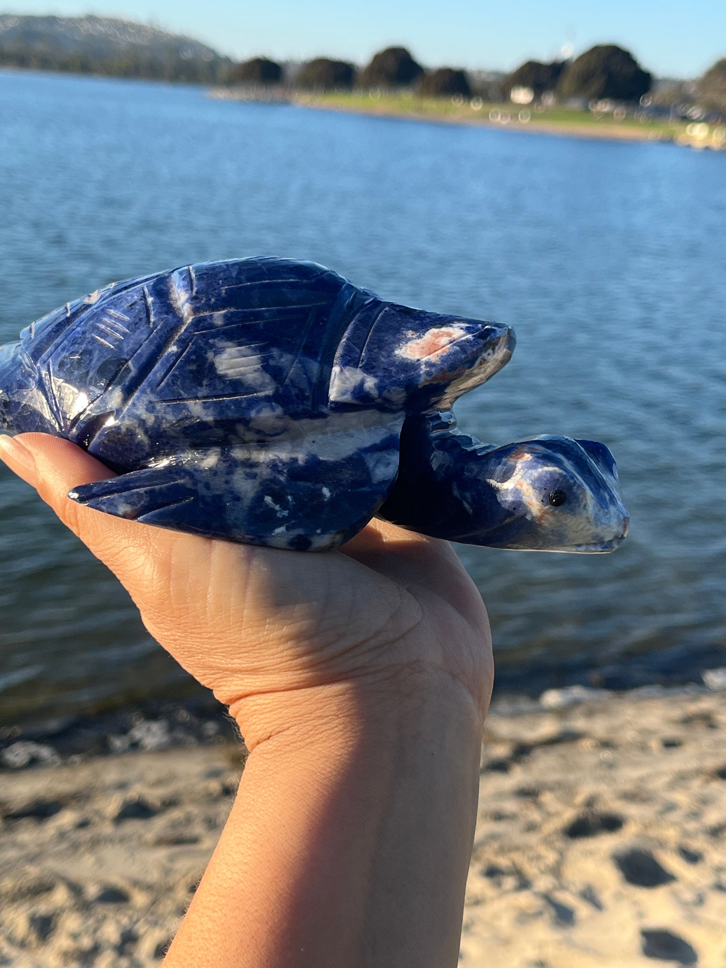 Sodalite Turtle XXL