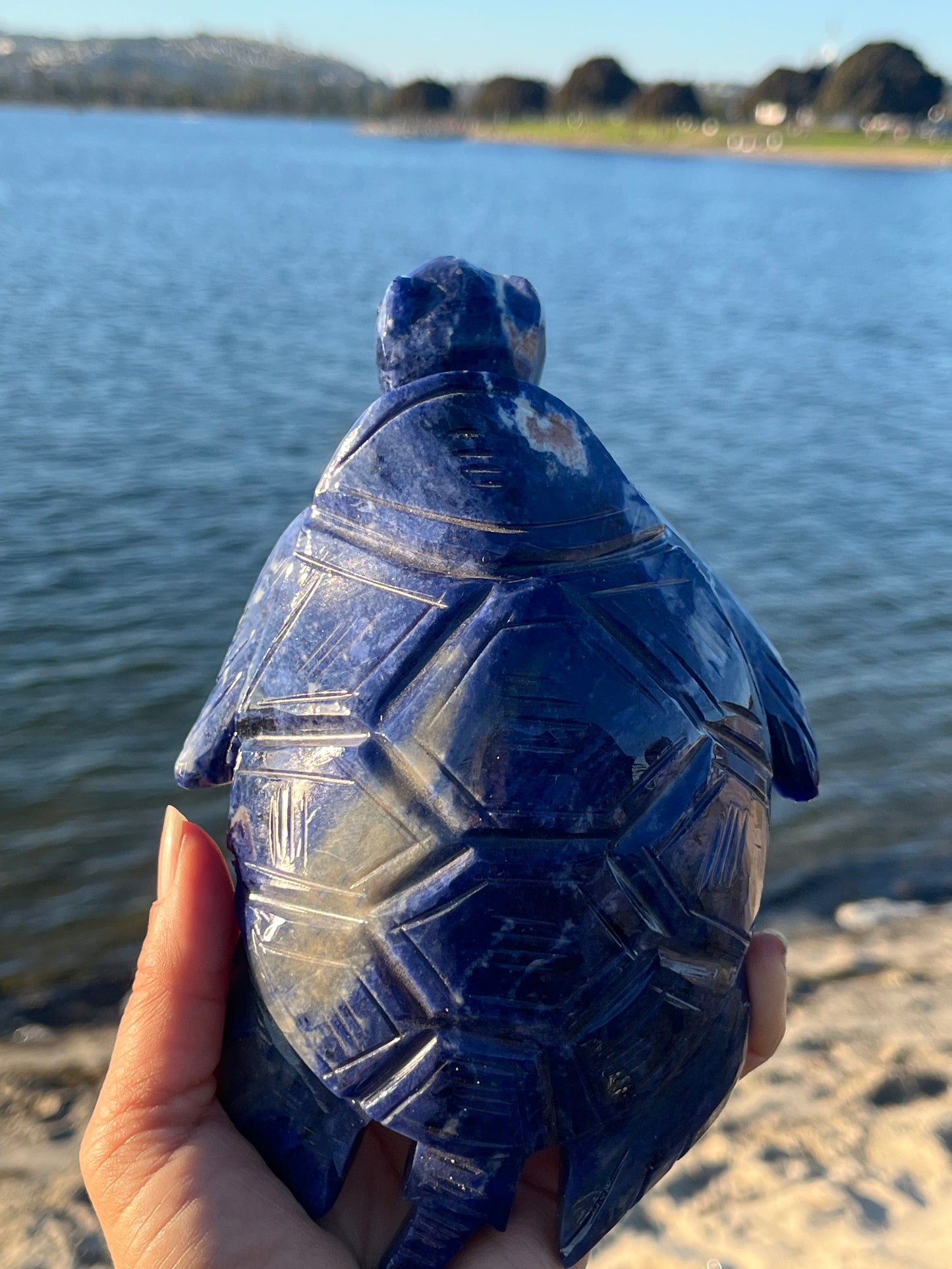 Sodalite Turtle XXL