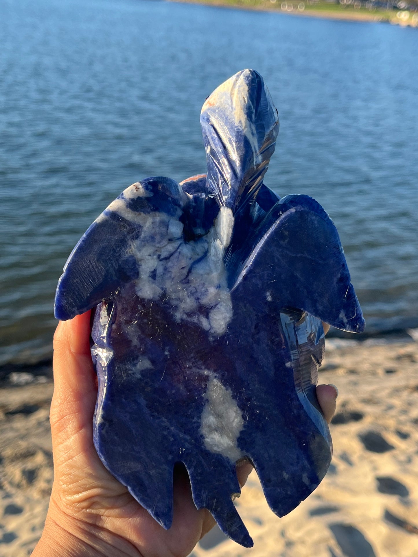 Sodalite Turtle XXL