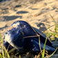 Sodalite Turtle XXL