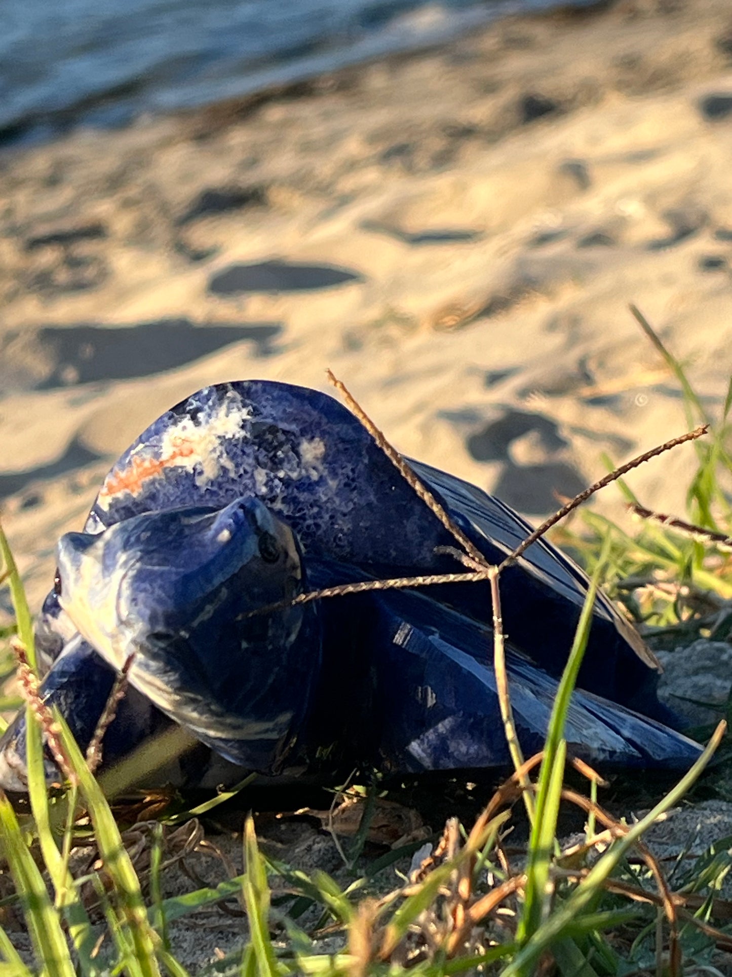 Sodalite Turtle XXL