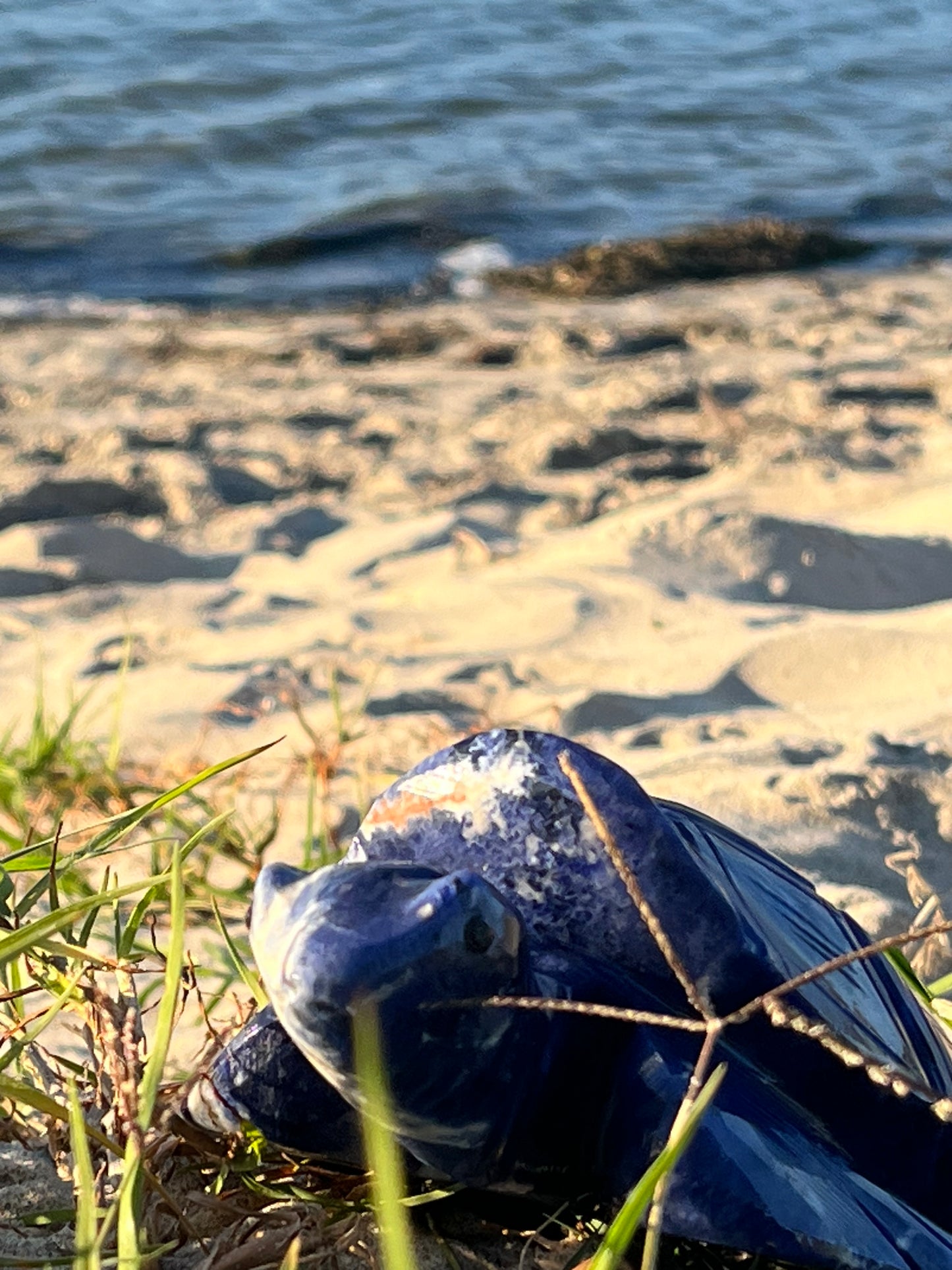 Sodalite Turtle XXL