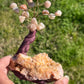 Bonsai Pink Amethyst Trees on Amethyst Base