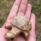 Enchanting Agate Turtles