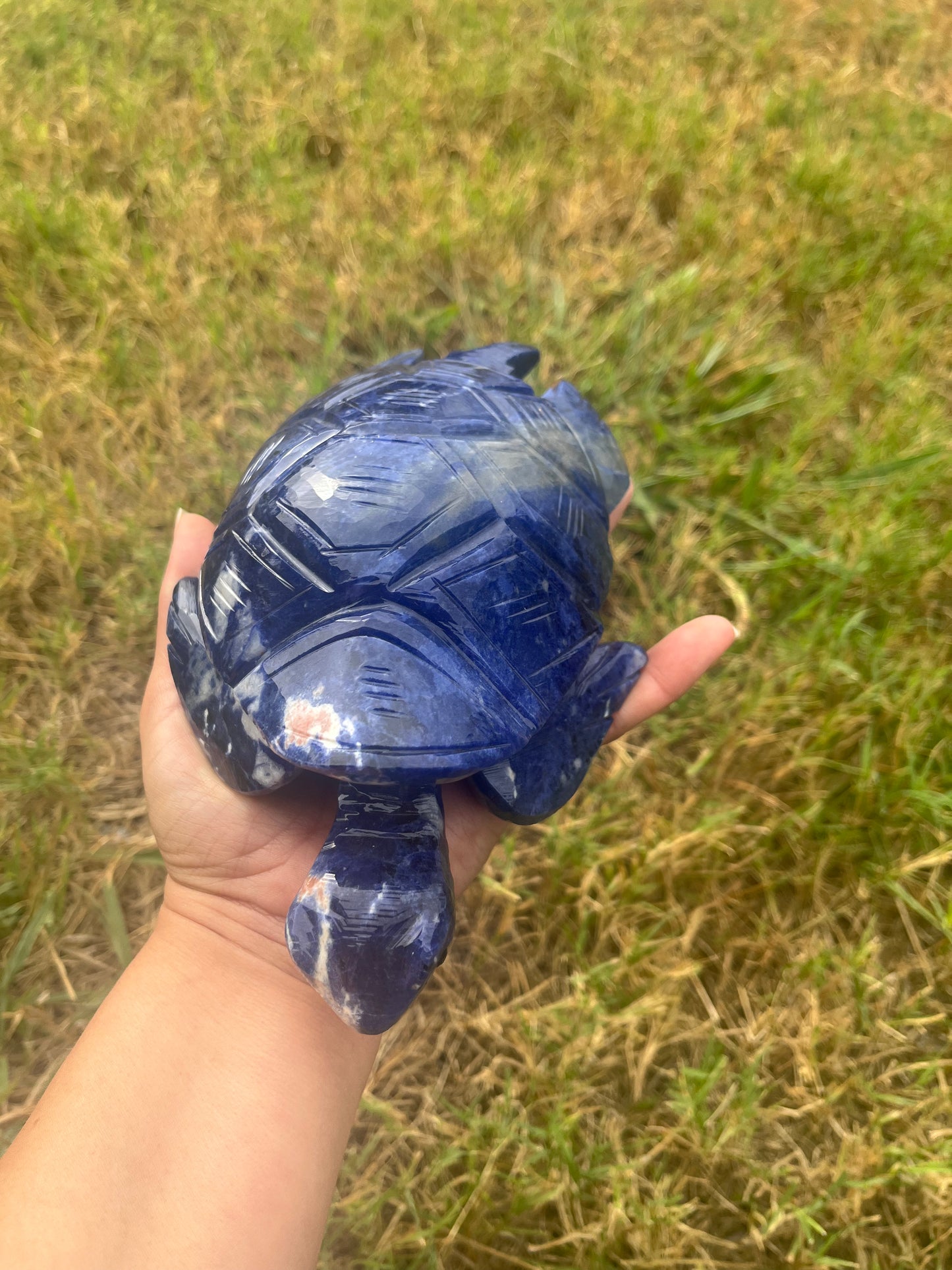 Sodalite Turtle XXL