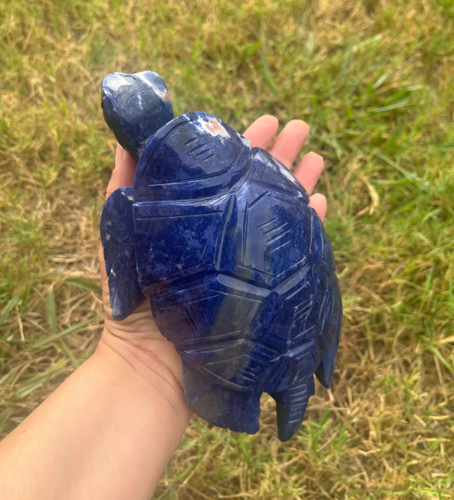 Sodalite Turtle XXL