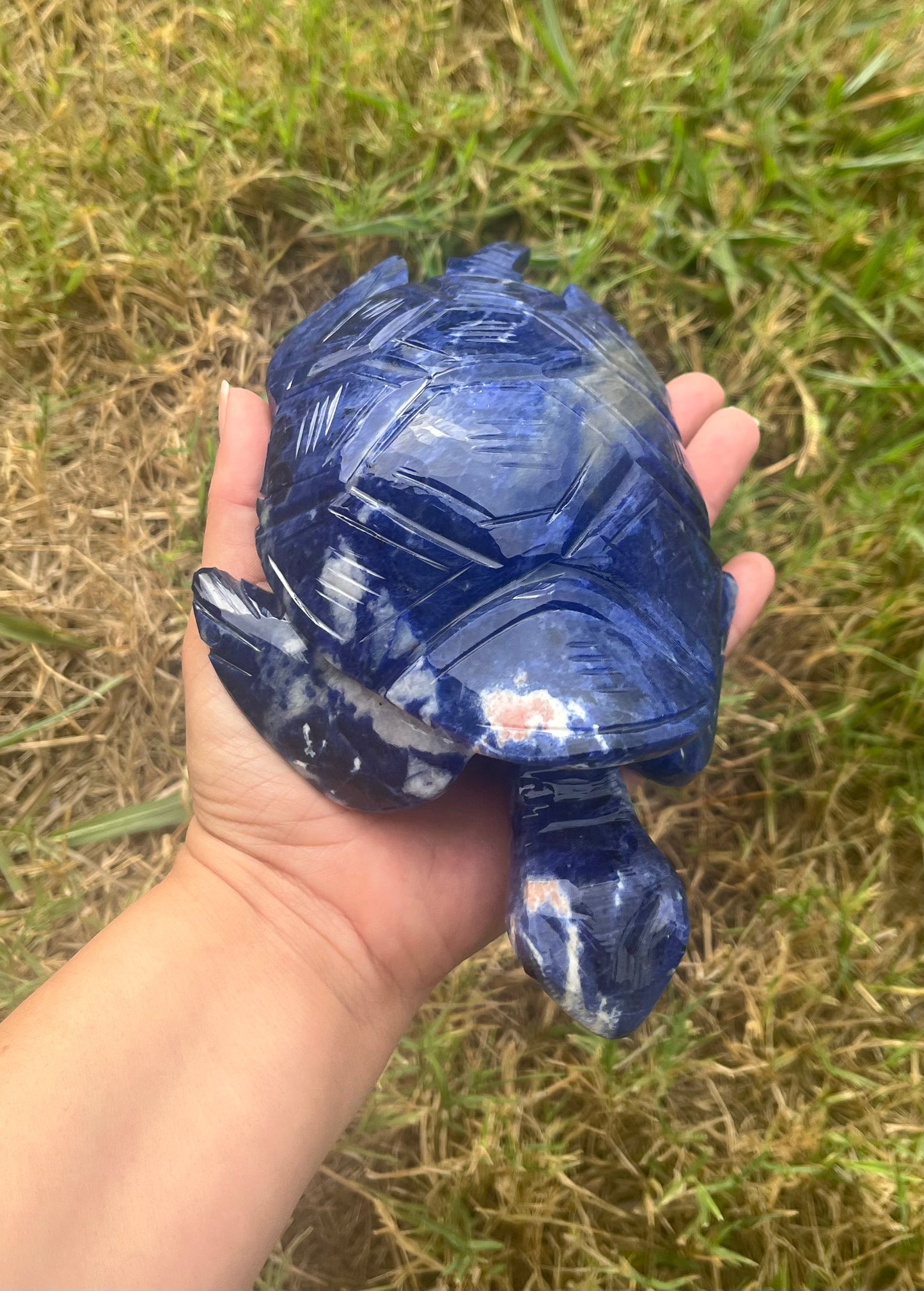 Sodalite Turtle XXL